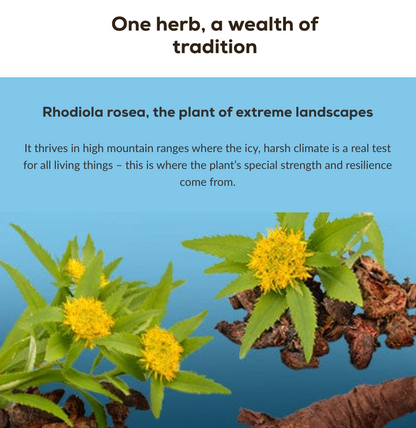 Rhodiola - 60 capsules